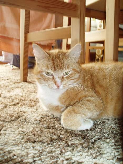 Huskat Trille <,3 - Trille der liger inde i stuen , på vores gamle gulv....        Maj 2oo5 billede 18