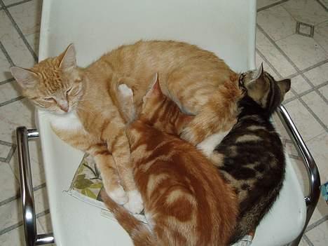 Huskat Trille <,3 - Trille med hendes STORE katte, Wow. der var de også  mega store. .. og nu kan de ikke se på  deres mor, uden der er sure på hinanden  ? billede 19