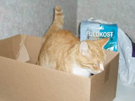 Huskat Trille <,3 - trille i en Papkasse :]   2oo5 billede 20