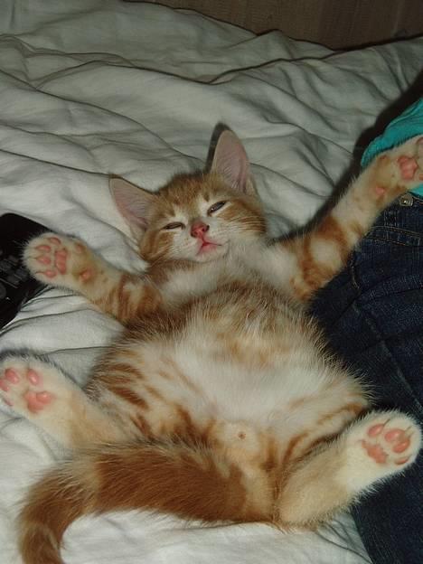 Huskat Garfield <,3 (gaffe)  - Nårh.. der leger Gaffe gud,.. Mens han sover :]  Sej´t billede synes jeg :]     Han drømmer vist,.. jeg kan huske at han bare ikke var til at få liv i . han sov og sov bare,,,, heh,,    sommer 2oo5 billede 19