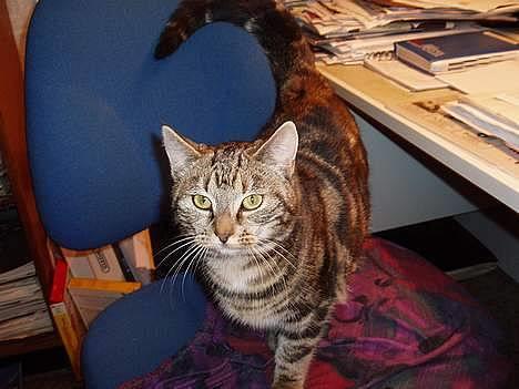 Blanding af racer Berta <,3  - Barta 2oo6 billede 14