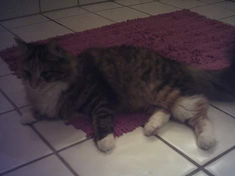 Blanding af racer sofie  - vi tager lige en slapper på badeværelset. der er jo gulvvarme :o) billede 3