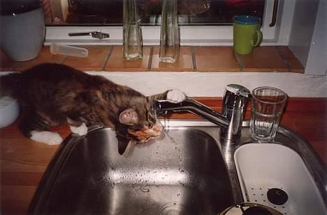 Blanding af racer sofie  - de andre drikker af den, så kan jeg vel også? billede 5