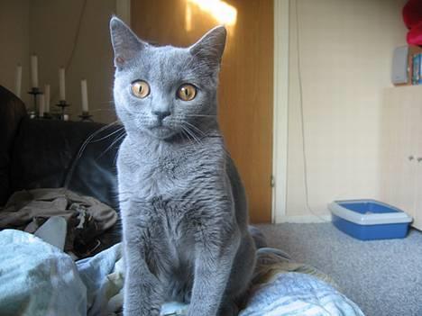 British Shorthair Røskva billede 7
