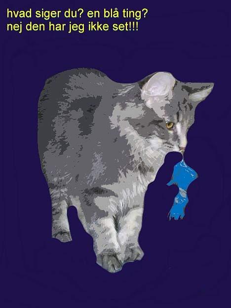 Norsk Skovkat Charla Cats Blåklokke billede 10