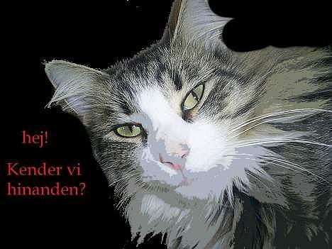 Norsk Skovkat Team Andersen's Daisy billede 13