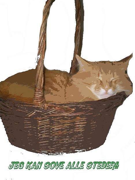 Norsk Skovkat IC Fyrendal's Achilleus billede 15