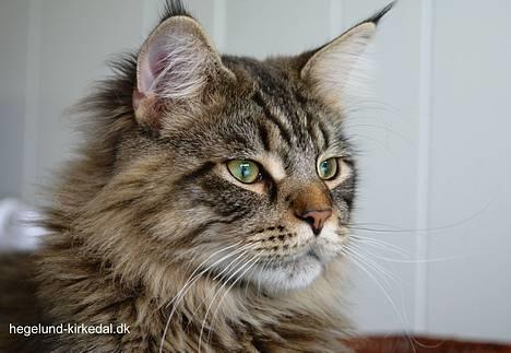 Maine Coon Oliver - Vores mini los :-) billede 1