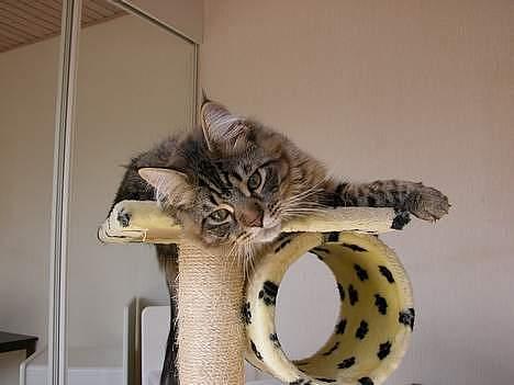 Maine Coon Oliver billede 2