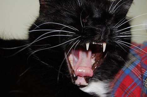 Huskat *Dronning Pepsi* (forsvundet) - *NYT* billede 10