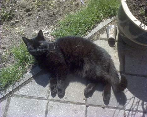 Huskat Tyson billede 3