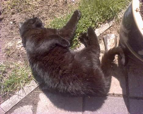 Huskat Tyson billede 4