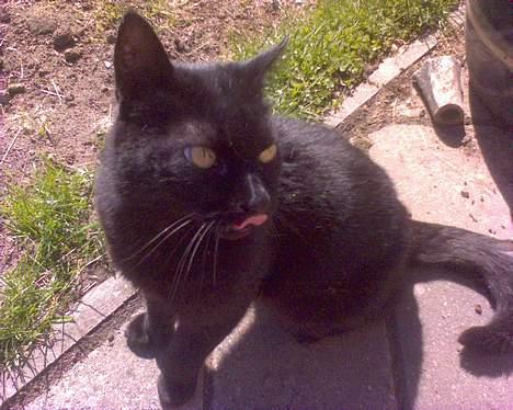 Huskat Tyson billede 5