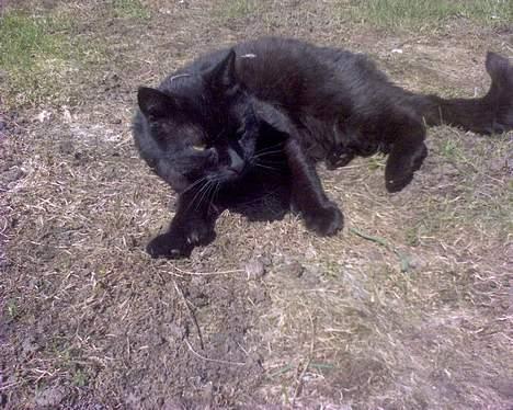 Huskat Tyson billede 6