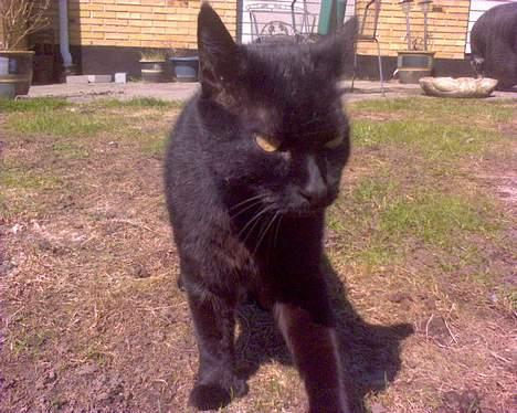 Huskat Tyson billede 7