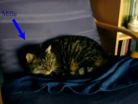 Huskat Mille (Død) billede 2