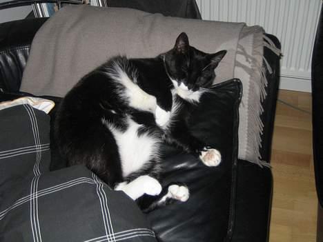 Huskat cosmo - ligger og feder den... billede 17