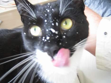 Huskat cosmo - så far, så fik vi kværnet den milkshake.....  billede 18