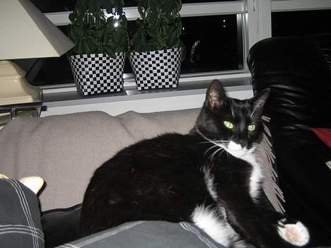 Huskat cosmo - hygger mig sådan en fredag aften..... billede 19