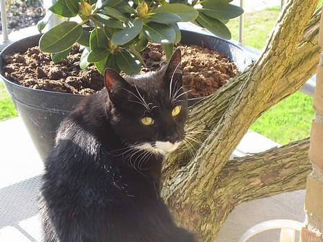 Huskat cosmo - dejligt... nu kom solen endelig...... billede 20