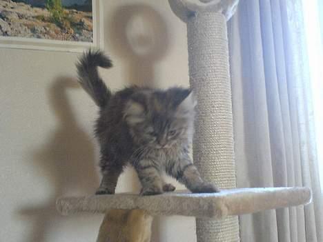 Blanding af racer Rabell - løbet bort:-( billede 14