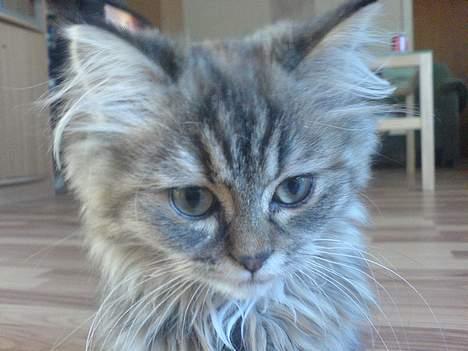 Blanding af racer Rabell - løbet bort:-( billede 15