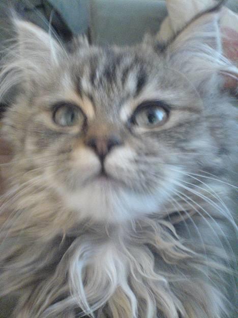 Blanding af racer Rabell - løbet bort:-( billede 16