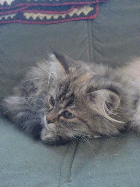 Blanding af racer Rabell - løbet bort:-( billede 17