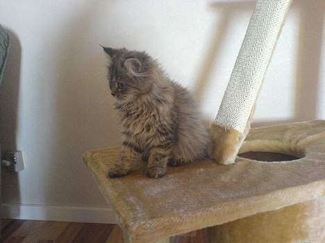 Blanding af racer Rabell - løbet bort:-( billede 18