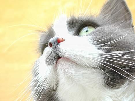 Blanding af racer Jogge billede 11