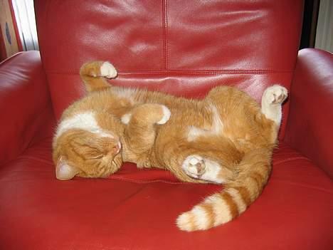 Huskat Simba - Her ligger jeg godt i mors stol billede 18