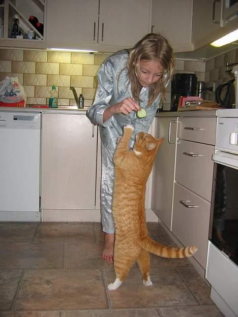 Huskat Simba - Simba gør alt for et stykke agurk. billede 20