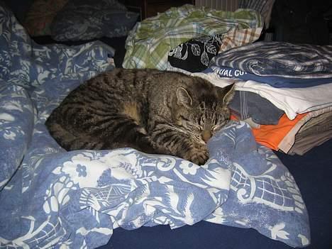 Huskat Rabi - Hvis jeg ligger her, så kan de ikke pakke deres ferietøj. Ha Ha billede 17