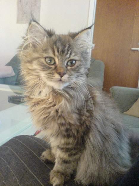 Blanding af racer Rabell - løbet bort:-( billede 19