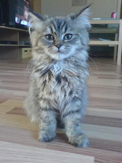 Blanding af racer Rabell - løbet bort:-( billede 20