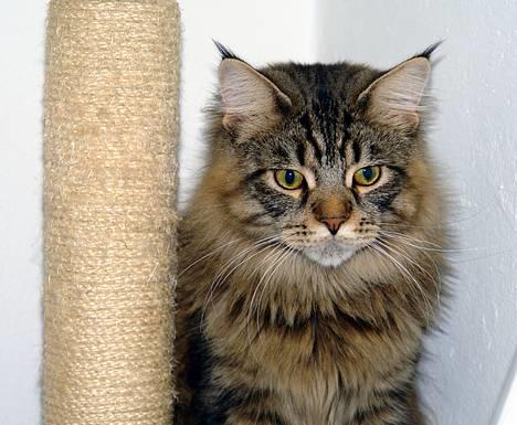 Maine Coon Oliver billede 3