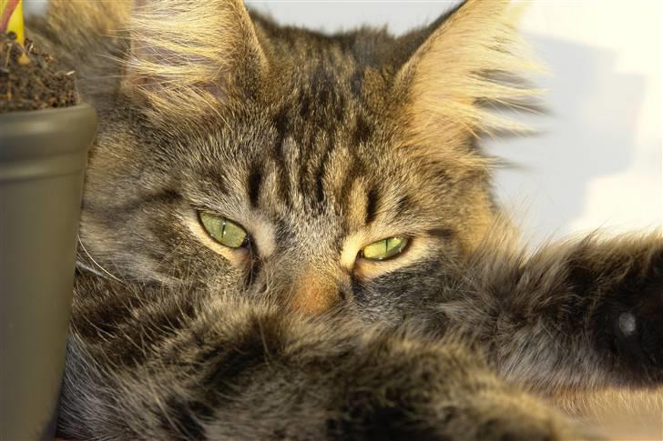 Maine Coon Oliver - *NYT* Januar 2008 billede 4