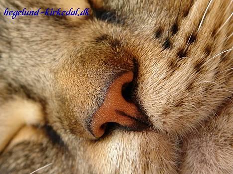 Maine Coon Oliver billede 5