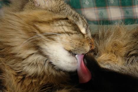 Maine Coon Oliver - Man skal jo have vasket tæer :-) billede 6