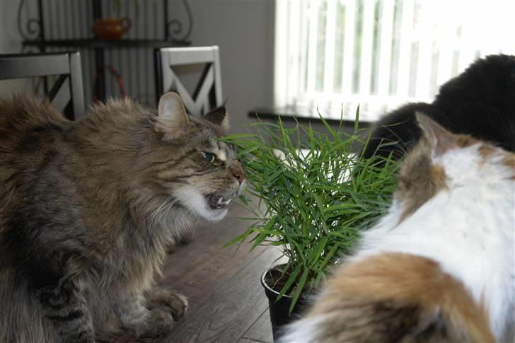 Maine Coon Oliver billede 7