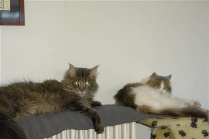 Maine Coon Oliver - Oliver og Anne billede 8