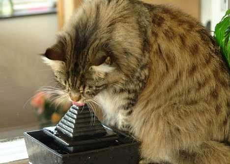 Maine Coon Oliver billede 9