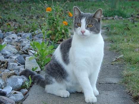 Blanding af racer Lillemis (Jegskalboher) - Nyder haven. billede 1