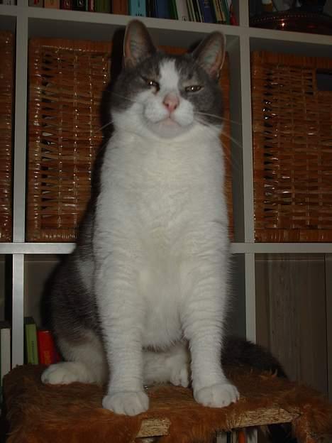 Blanding af racer Lillemis (Jegskalboher) - Hej billede 2