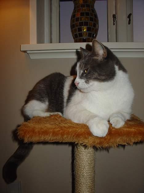 Blanding af racer Lillemis (Jegskalboher) - Slapper af. billede 3