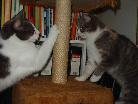 Blanding af racer Lillemis (Jegskalboher) - Elsker at drille sin mor Tove. Se også hendes billeder her på siden. billede 4