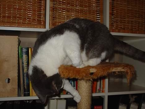 Blanding af racer Lillemis (Jegskalboher) - Jeg falder ofte ned. billede 5