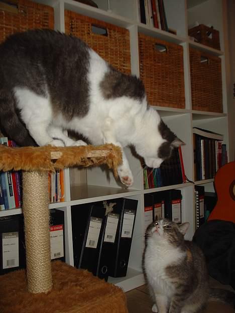 Blanding af racer Lillemis (Jegskalboher) - Drille Drille. billede 6