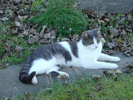 Blanding af racer Lillemis (Jegskalboher) - I haven. billede 7