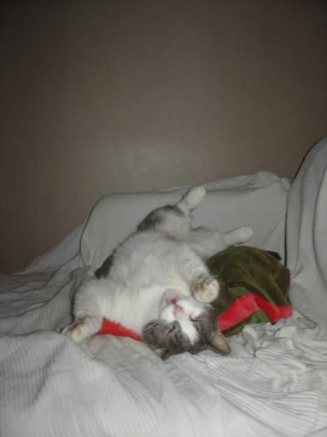 Blanding af racer Lillemis (Jegskalboher) - Elsker at ligge på ryggen. billede 8